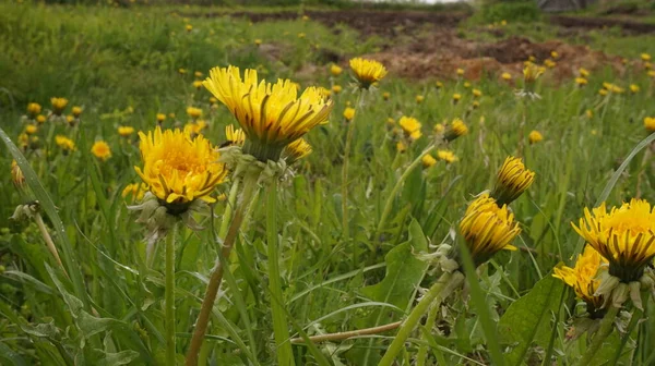 Löwenzahnfeld Gelbe Blüten Frühlingsstimmung — Stockfoto