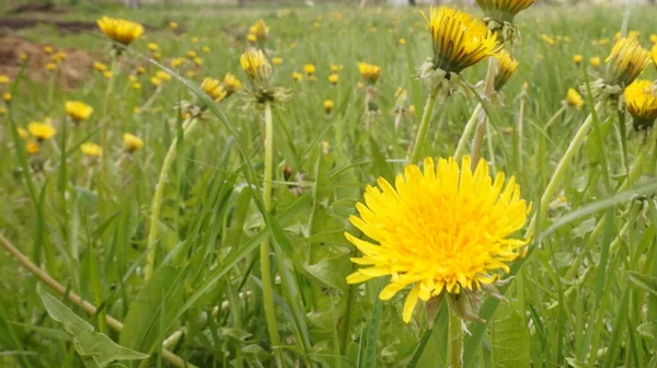 Field Dandelions Yellow Flowers Spring Mood — Stock Photo, Image