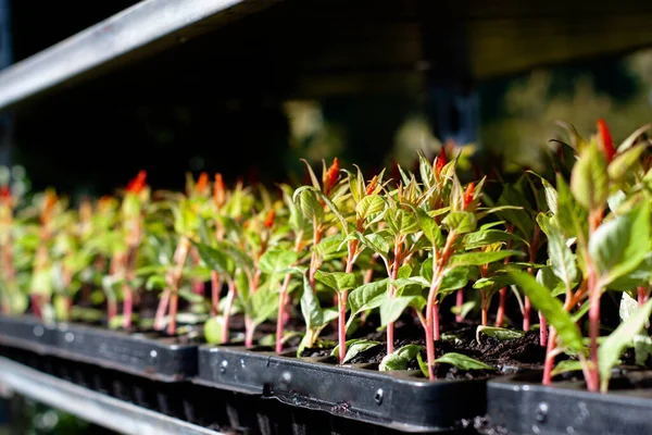 seedlings of flowers in plastic black pots. red-green.