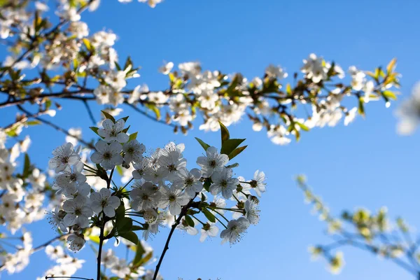 Bahçede çiçek açan ağaçlar. Elma, kiraz, erik ağaçları..