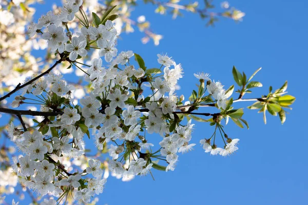 Bahçede çiçek açan ağaçlar. Elma, kiraz, erik ağaçları..