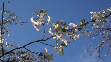 Bahçede çiçek açan ağaçlar. Elma, kiraz, erik ağaçları..