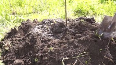 Bahçeye elma ağacı dikiyorum. Toprak hazırlığı, sulama, ağacın dolumu..