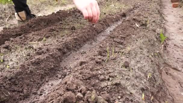 Posypte Semínka Hlínou Zasadit Zahradu Okurky Zelenina Semínka Jaro — Stock video