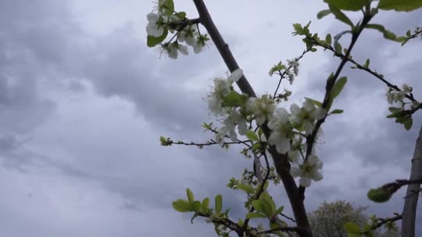 Blühende Bäume Garten Apfel Kirsch Pflaumenbäume — Stockvideo