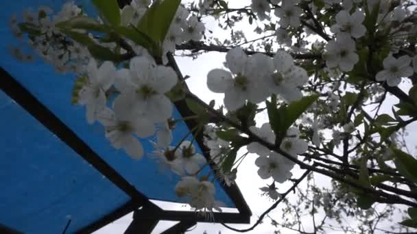 Árboles Con Flores Jardín Manzana Cerezo Ciruelos — Vídeo de stock