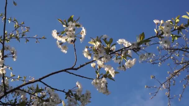 Virágzó Fák Kertben Alma Cseresznye Szilva — Stock videók