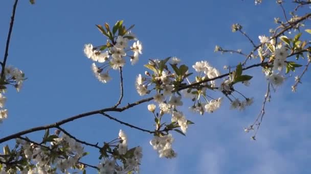 Árboles Con Flores Jardín Manzana Cerezo Ciruelos — Vídeo de stock