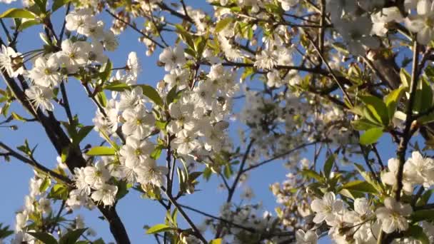 Árvores Com Flores Jardim Maçã Cereja Ameixas — Vídeo de Stock