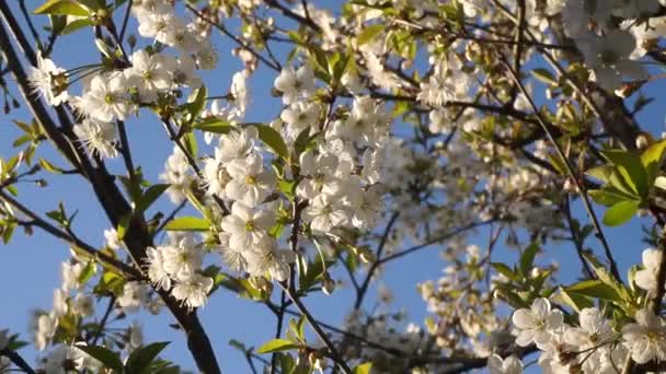 Árvores Com Flores Jardim Maçã Cereja Ameixas — Vídeo de Stock