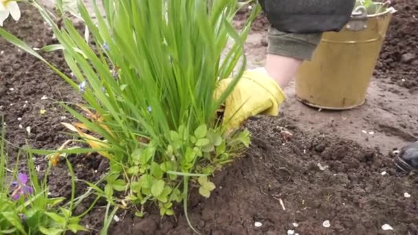 Desmalezando Las Camas Con Flores Eliminación Malas Hierbas Trabajo Jardín — Vídeo de stock