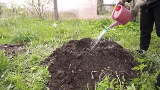 Een Appelboom Planten Tuin Bodemvoorbereiding Besproeiing Vullen Van Boom — Stockvideo