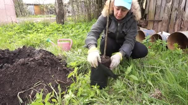 Vysazování Jabloně Zahradě Příprava Půdy Zavlažování Plnění Stromu — Stock video