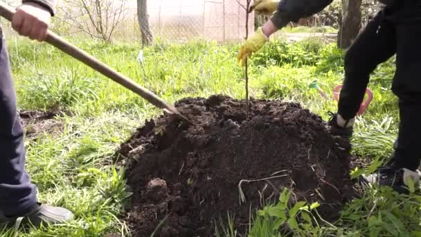 정원에 나무를 있습니다 준비하고 나무를 채운다 — 비디오