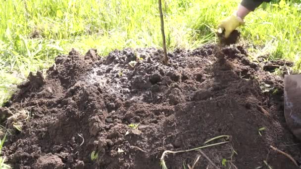 Φύτεψε Μια Μηλιά Στον Κήπο Προετοιμασία Του Εδάφους Πότισμα Πλήρωση — Αρχείο Βίντεο