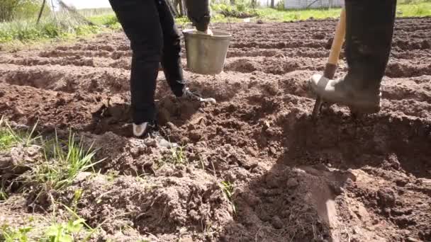 Φυτεύεις Πατάτες Κάτω Από Ένα Φτυάρι Κορίτσι Φυτεύει Άντρας Σκάβει — Αρχείο Βίντεο