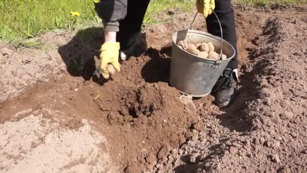 Aardappelen Onder Een Schep Planten Het Meisje Planten Man Graaft — Stockvideo