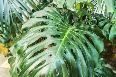 Büyük yeşil yaprak.