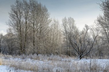 Güzel bir kış manzarası.