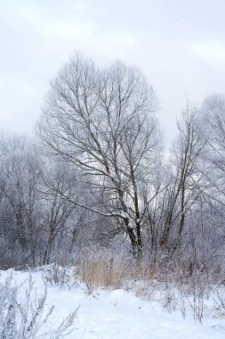 karla kaplı ağaç.