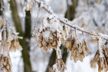 karla kaplı şubeleri.