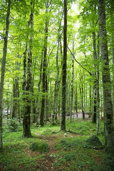 Den täta skogen. — Stockfoto