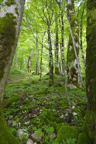 Den täta skogen. — Stockfoto