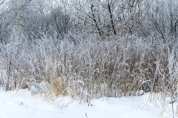 karla kaplı şubeleri.