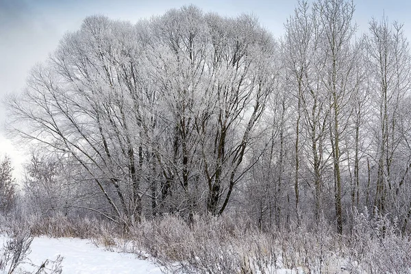Снежные деревья . — стоковое фото