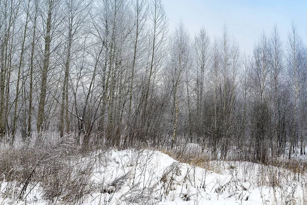 Schneebedeckter Wald. — Stockfoto
