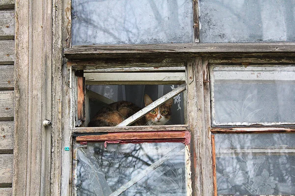 De kat in het venster. — Stockfoto