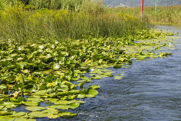 Water lilies on the water. — Stock Photo, Image