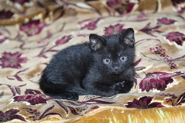 Чорний кошеня на дивані . — стокове фото