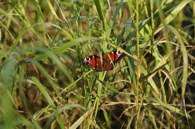 çimenlerde kelebek.