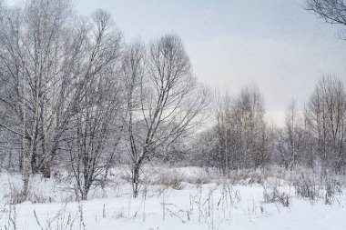  Güzel karlı orman.