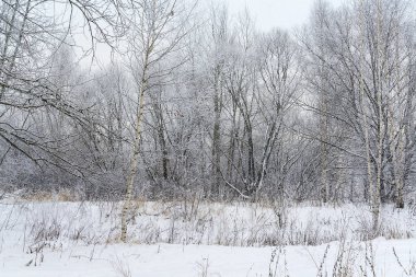 Güzel karlı orman.