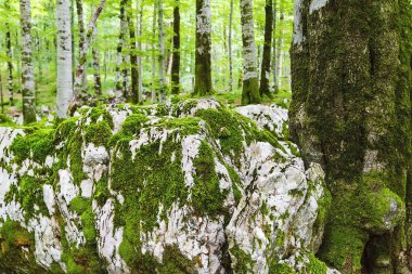 Yoğun bir orman içinde büyük taşlar.