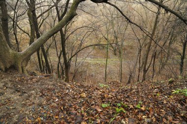  Ağaçlar ve tepeler.