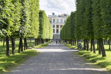 Yol boyunca ağaçlar City Park, Moskova.