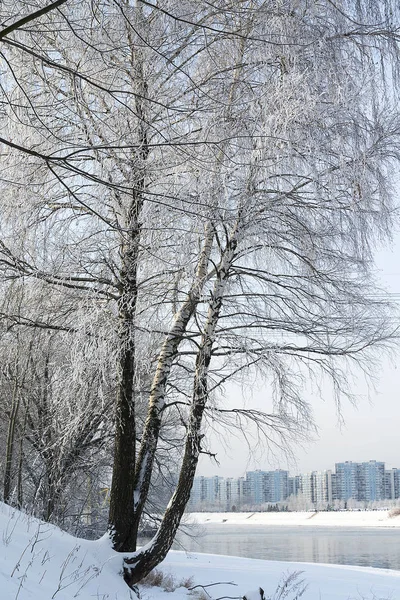 Schneebedeckter Baum. — Stockfoto