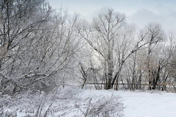 Schöne Bäume in der Winterlandschaft. — Stockfoto