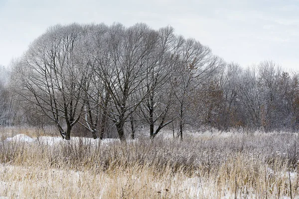 Bellissimi alberi del paesaggio invernale . — Foto Stock