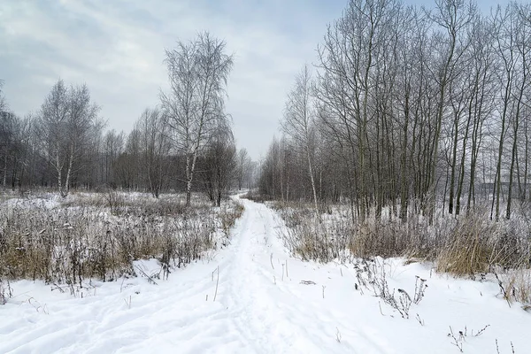 Красивая панорама зимнего леса . — стоковое фото
