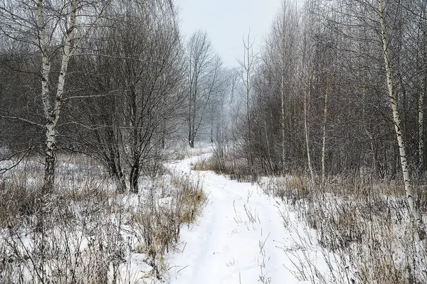 Красивая панорама зимнего леса . — стоковое фото