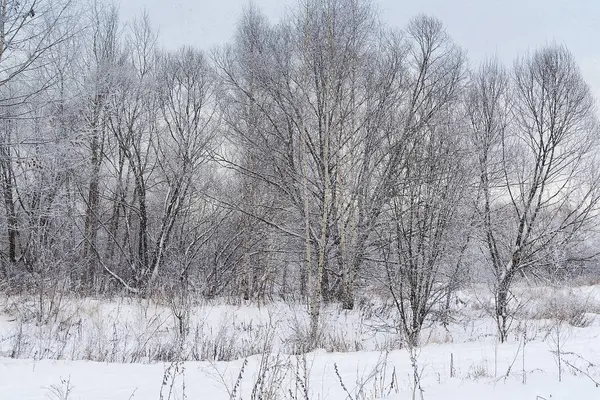 Schöner schneebedeckter Wald. — Stockfoto
