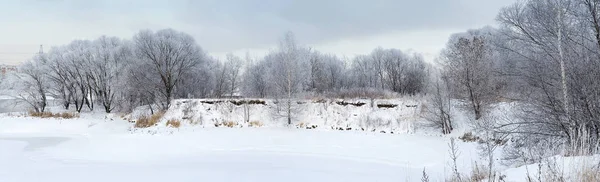 Снежные деревья . — стоковое фото