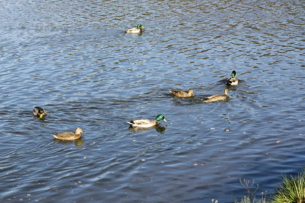 Patos en un estanque. — Foto de Stock