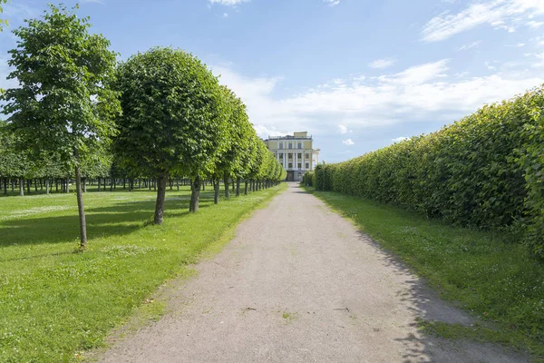 都市モスクワの公園の木そして薮. — ストック写真