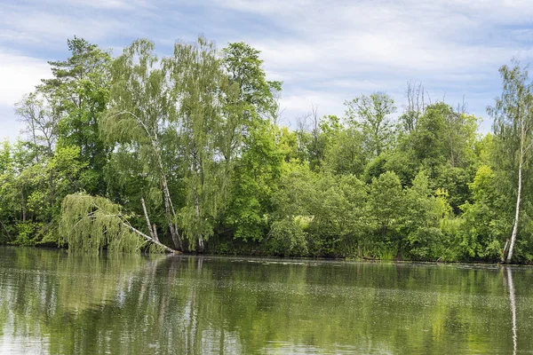 A fallen tree in the river. — Stock Photo, Image