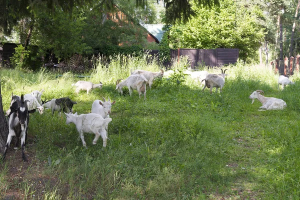  Çimenlerin üzerinde keçi otlatmak.